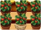 เกมส์ปลูกสตอเบอรี่ Mia Strawberry Garden