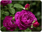 เกมส์จิ๊กซอว์ดอกกุหลาบสีม่วงวันวาเลนไทน์ Purple Roses Puzzle Game