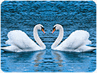 เกมส์จิ๊กซอว์รูปหงส์สุดสวย Swans Slide Game