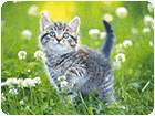 เกมส์จิ๊กซอว์รูปลูกแมวตัวน้อยสุดน่ารัก Kittens Jigsaw Puzzle Collection Game