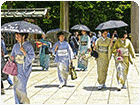 เกมส์จับผิดภาพหาผีเสื้อในรูปประเทศญี่ปุ่น 100 Butterflies in Japan Game