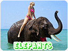 เกมส์จิ๊กซอว์ช้างน้อยสุดน่ารัก Elephants Puzzle Game