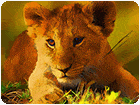 เกมส์จิ๊กซอว์รูปสัตว์ป่าวัยเด็ก Wild Baby Animals Jigsaw Game