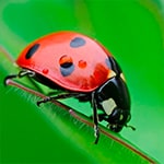 เกมส์จับคู่แมลงเต่าทอง3 Ladybug Match3 Game